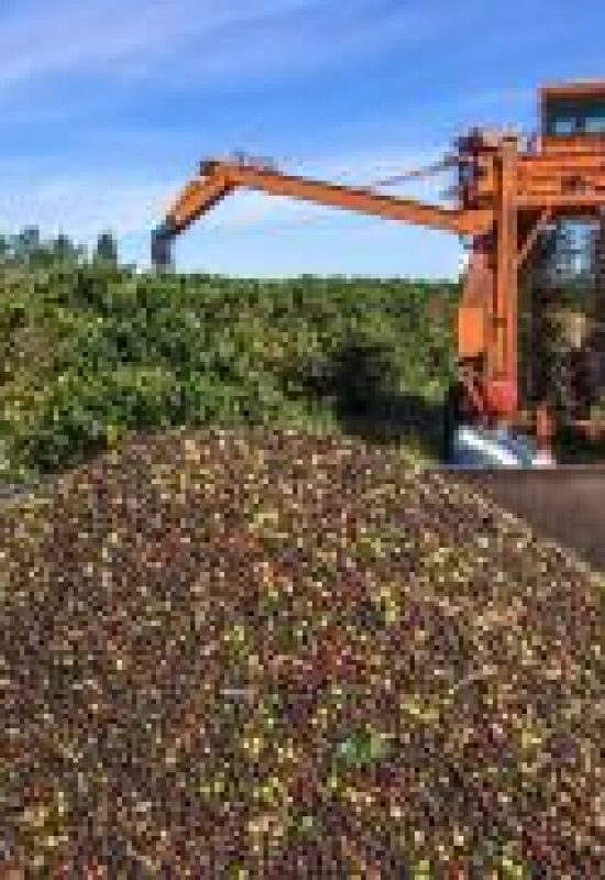 Café registra forte queda em NY com clima favorável e aumento dos estoques