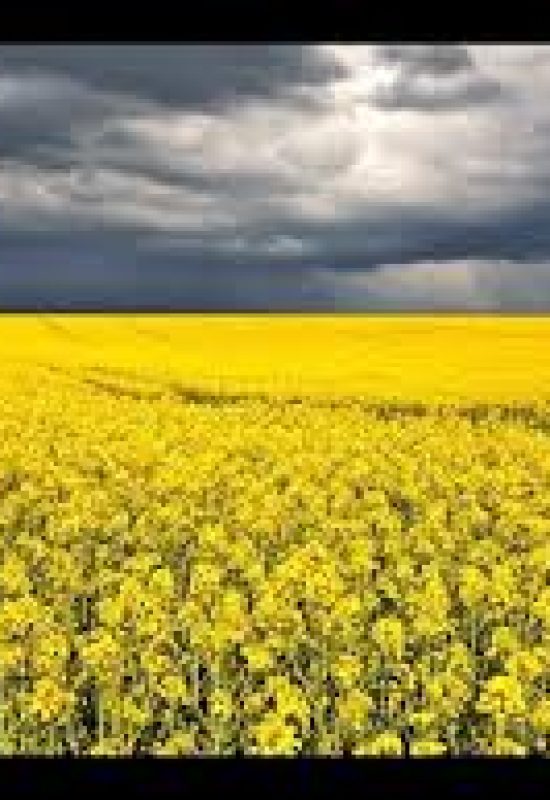 RS: Canola dobra área e ganha espaço como matéria-prima para biodiesel
