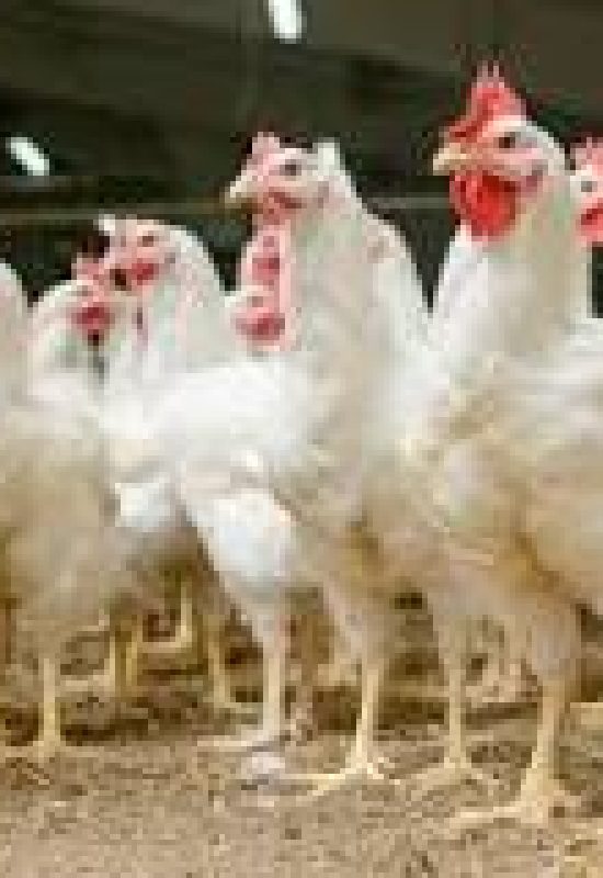 Argentina confirma novo foco de gripe aviária em granja comercial