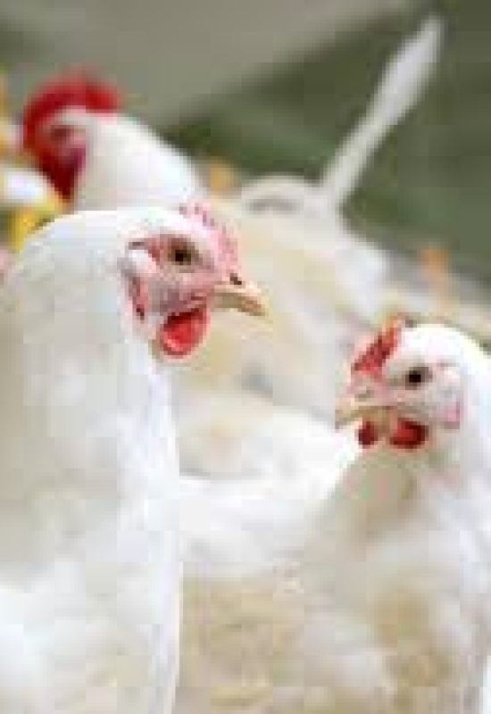 Gripe aviária amplia presença no mundo e agora chega à Oceania