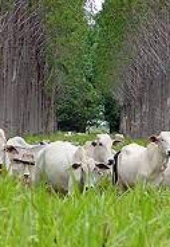 A seca está chegando e é hora do pecuarista se preparar