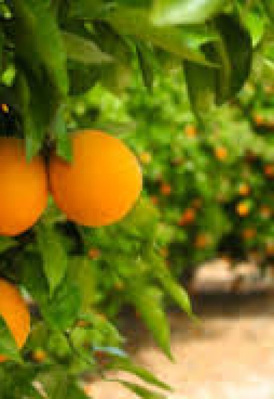 Rabobank: Safra menor de laranja não deve recuperar preços do suco