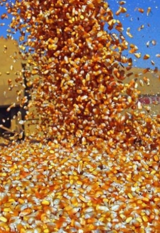 Queda na safra de milho não freia avanço do DDG e impulsiona exportações