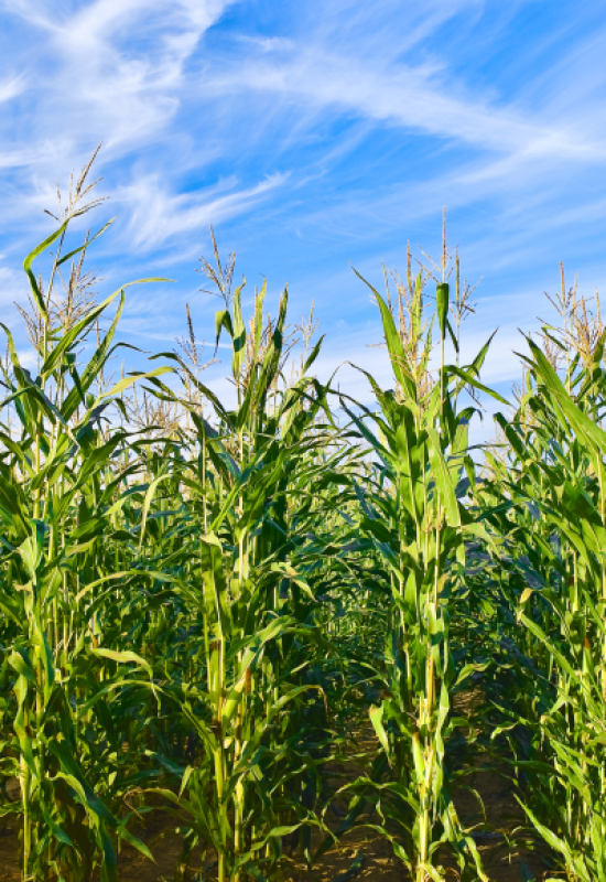 Embrapa amplia portfólio de baixo carbono e lança programas para milho e sorgo