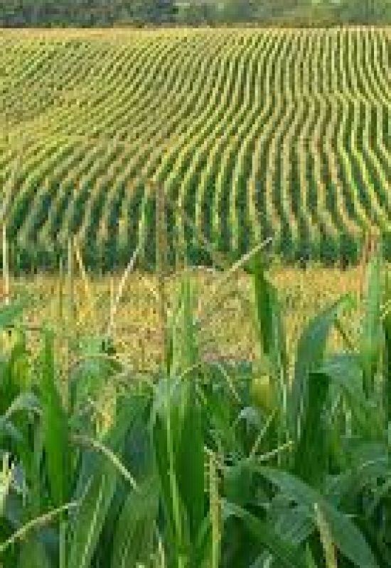 IGC prevê queda na produção global de milho e trigo em 2026/27