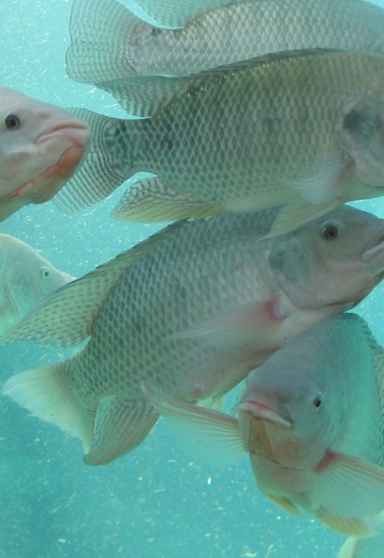 Nile Tilapia (aka St. Peter's Fish) gather at the aquarium's edge.