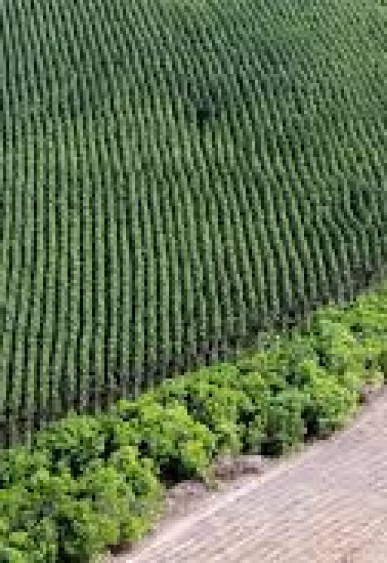 Agro e florestas, uma aliança positiva inquestionável
