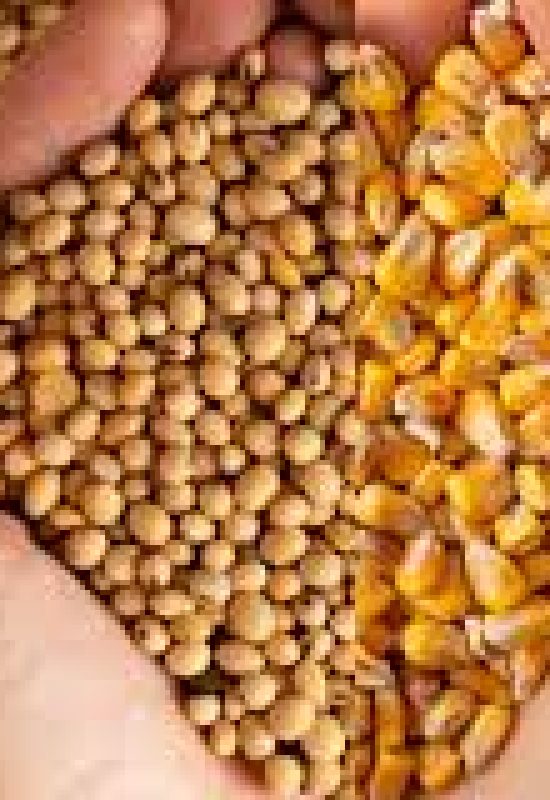 Safra de 2025 é mais que o dobro do volume de 2012, segundo o IBGE