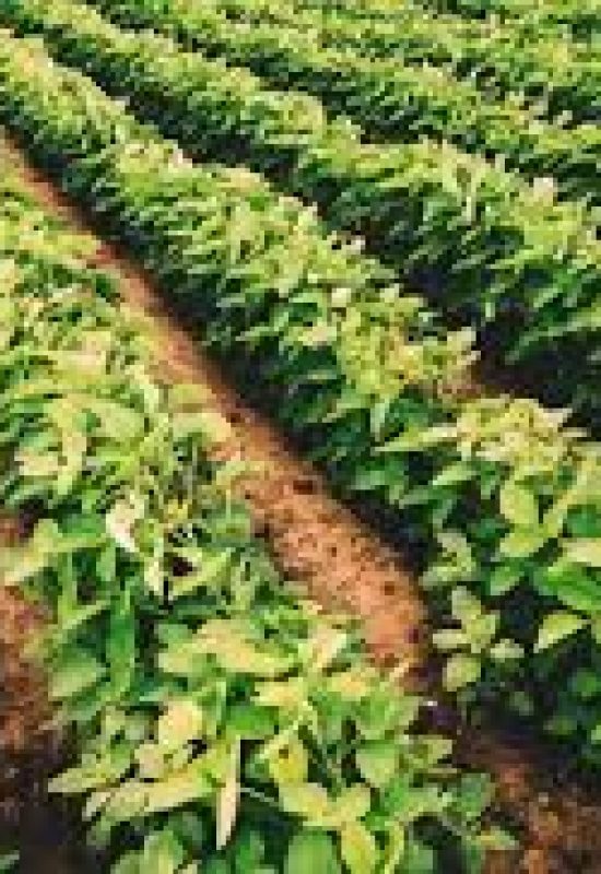 Aumento da incidência de nematoides em Mato Grosso e Goiás reforça importância do manejo na soja