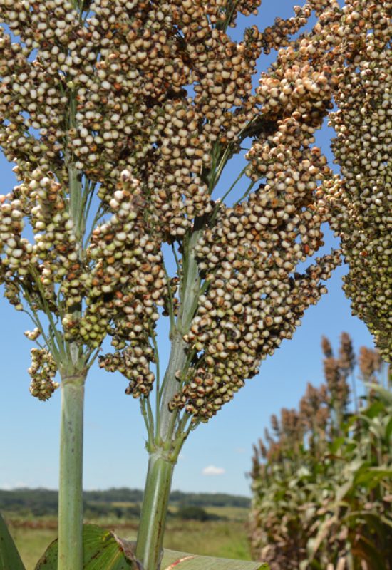 Brasil será líder mundial na produção de sorgo em 2027