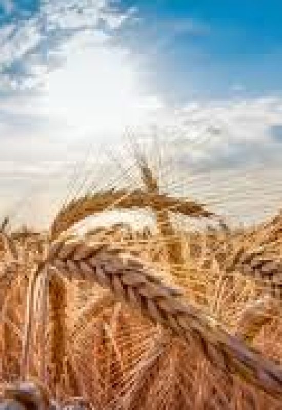 Quebra de produção e perda de qualidade marcam safra brasileira de trigo em 2026